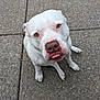 animal, canine, close_up, companion, concrete, cute, dog, expression, friendly, looking_up, mammal, outdoor, paw, pet, pitbull, playful, portrait, sitting, tongue_out, white_dog