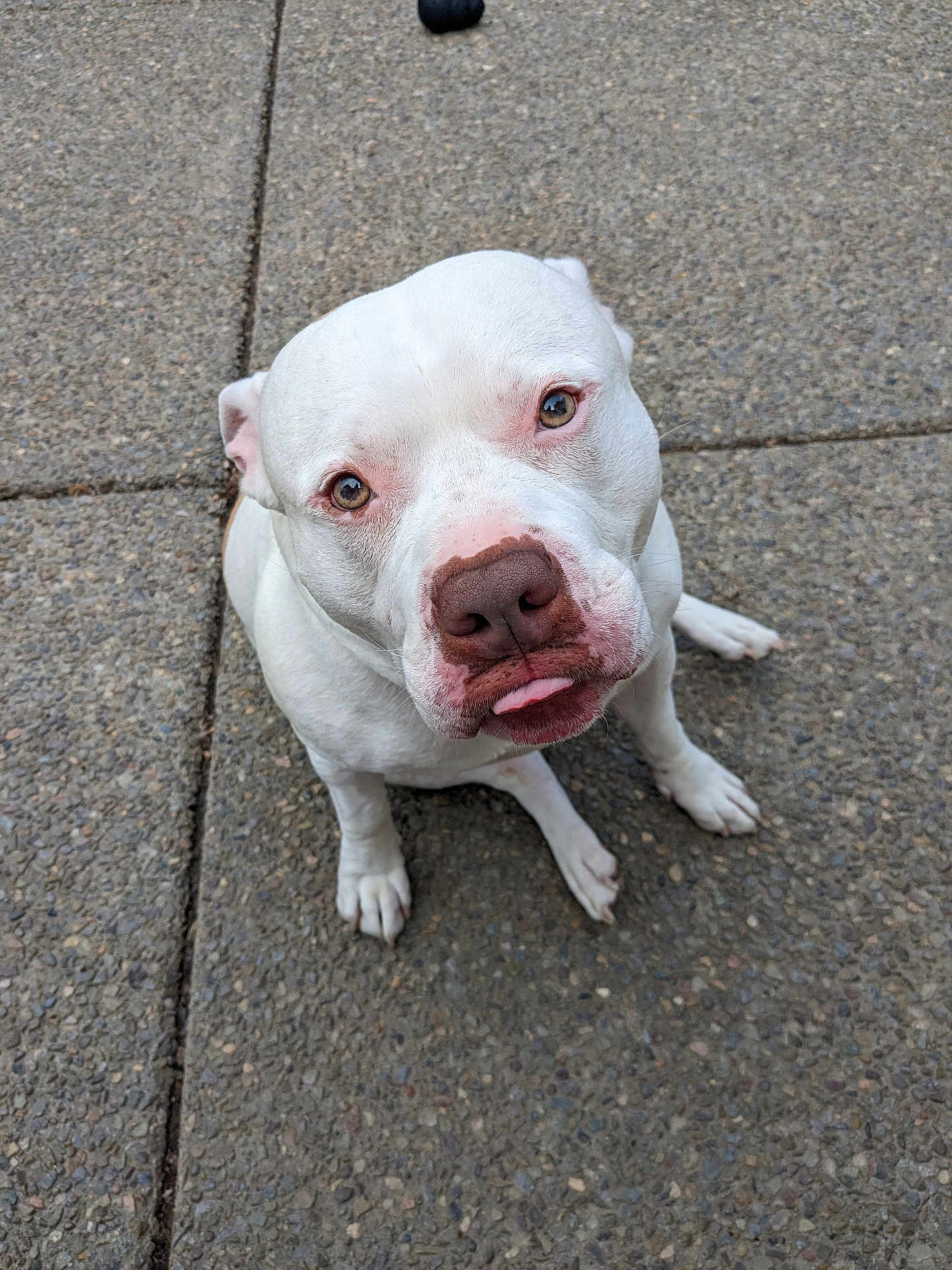 Syrus is registered to the contest to win money with this photo: animal, canine, close_up, companion, concrete, cute, dog, expression, friendly, looking_up, mammal, outdoor, paw, pet, pitbull, playful, portrait, sitting, tongue_out, white_dog