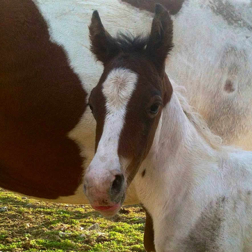 Tango is registered to the contest to win money with this photo: