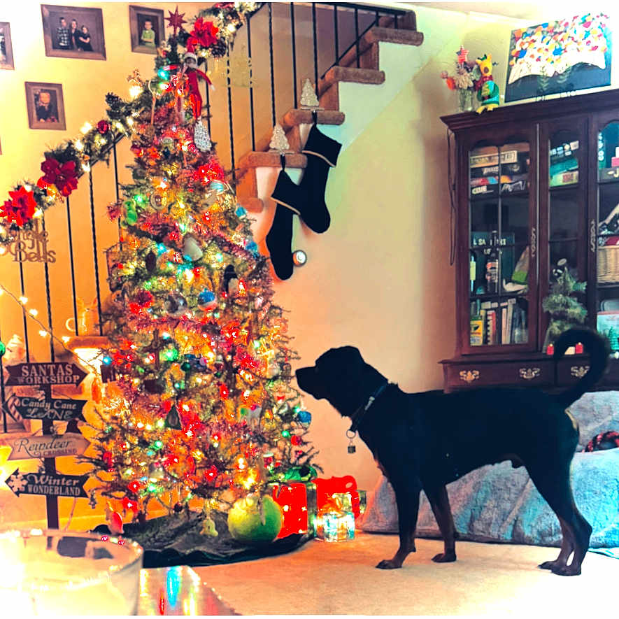 Lucky is registered to the contest to win money with this photo: animal, architecture, building, cabinet, canine, christmas, christmasdecorations, christmastree, dog, festival, furniture, house, housing, indoors, livingroom, person, pet, plant, room, tree