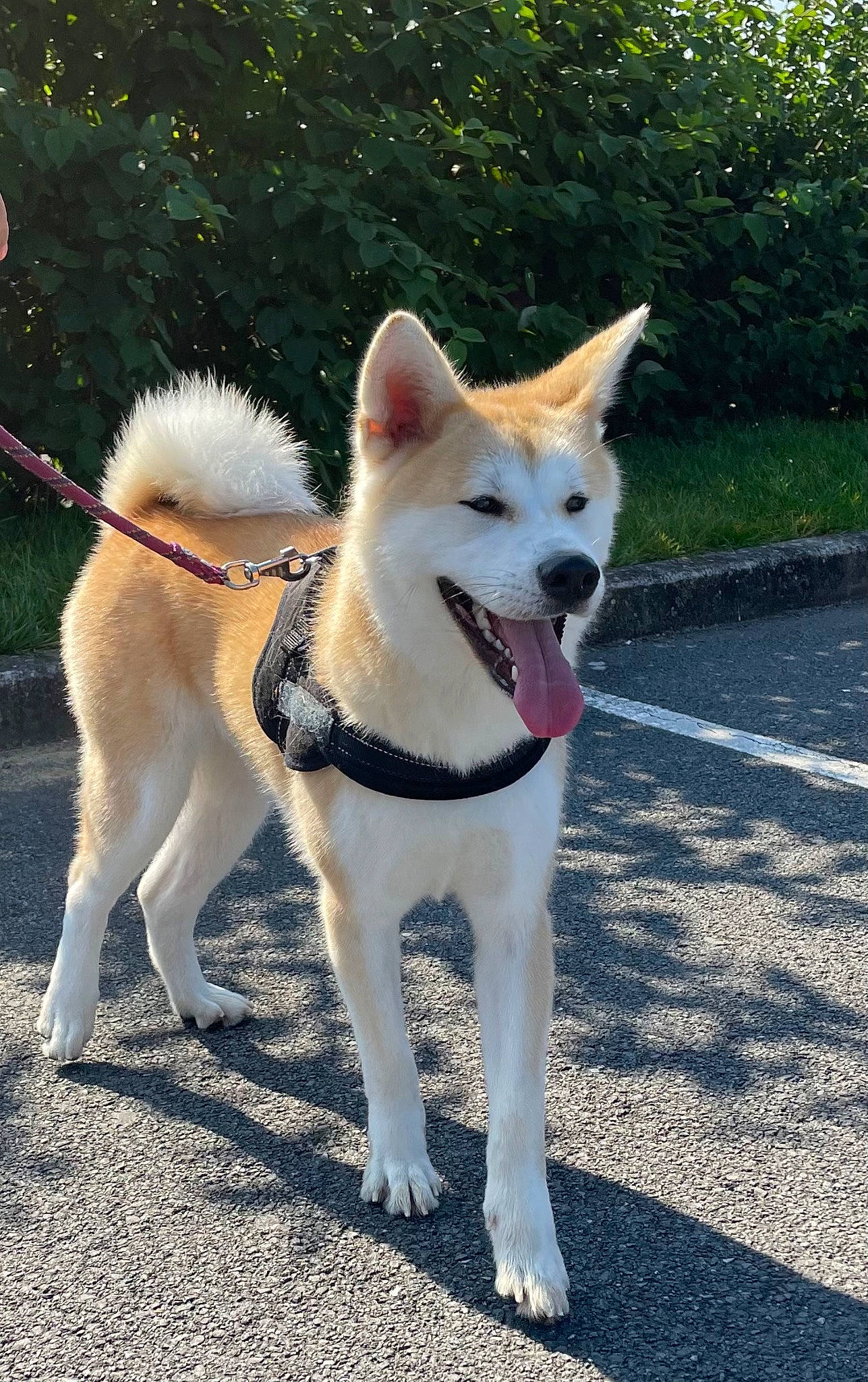 Roxie participe au concours pour gagner de l'argent avec cette photo : ancient_dog_breeds, canidae, carnivore, collar, companion_dog, dog, dog_breed, dog_collar, fawn, fur, non_sporting_group, pet_supply, plant, sporting_group, tail, tree, working_animal, working_dog