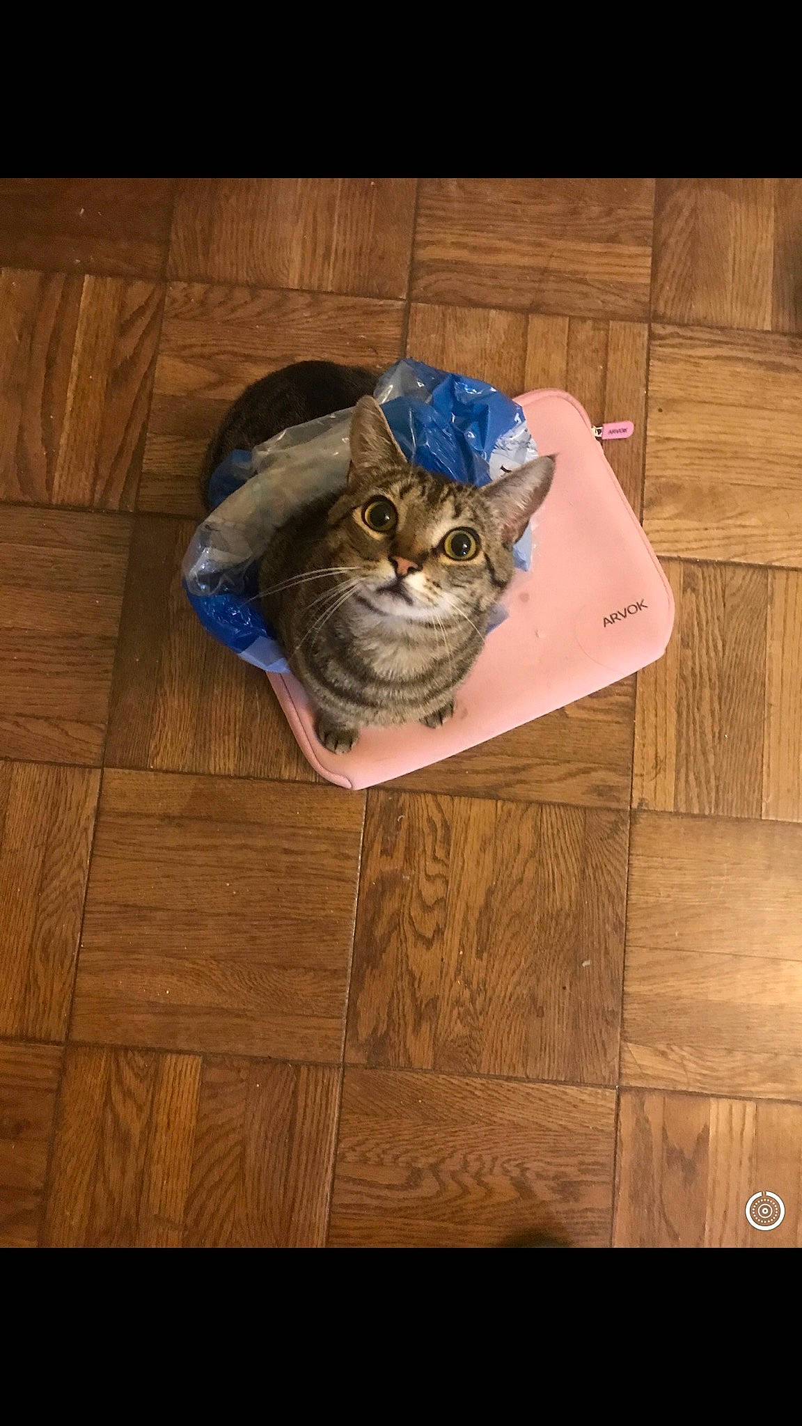 Korra joined the competition — help win amazing prizes! american_shorthair, asian, bengal, carnivore, cat, domestic_short_haired_cat, european_shorthair, fawn, felidae, floor, flooring, hardwood, mammal, pixie_bob, small_to_medium_sized_cats, tabby_cat, whiskers, wood