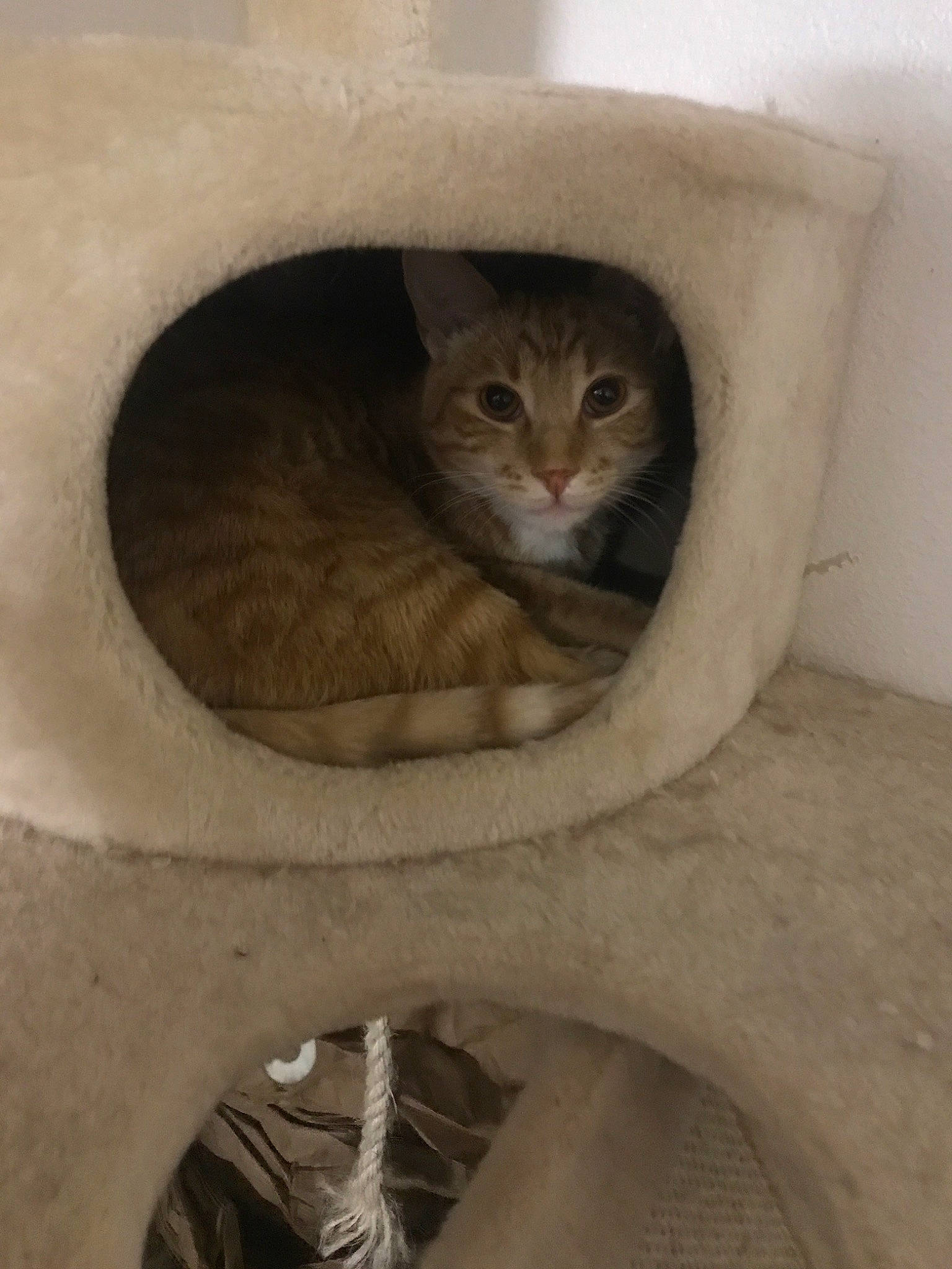 Lance joined the competition — help win amazing prizes! aegean_cat, asian, carnivore, cat, domestic_short_haired_cat, european_shorthair, fawn, felidae, kitten, mammal, small_to_medium_sized_cats, whiskers