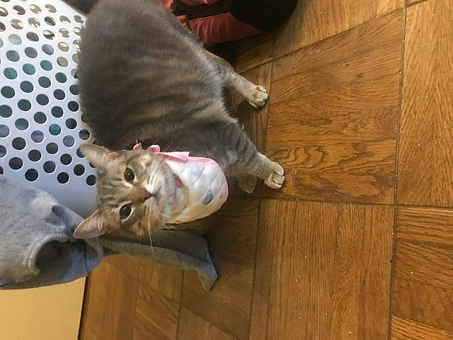 Eva is registered to the contest to win money with this photo: british_shorthair, carnivore, cat, domestic_short_haired_cat, european_shorthair, fawn, felidae, floor, hardwood, kitten, korat, mammal, ocicat, pixie_bob, russian_blue, small_to_medium_sized_cats, tabby_cat, tail, whiskers, wood