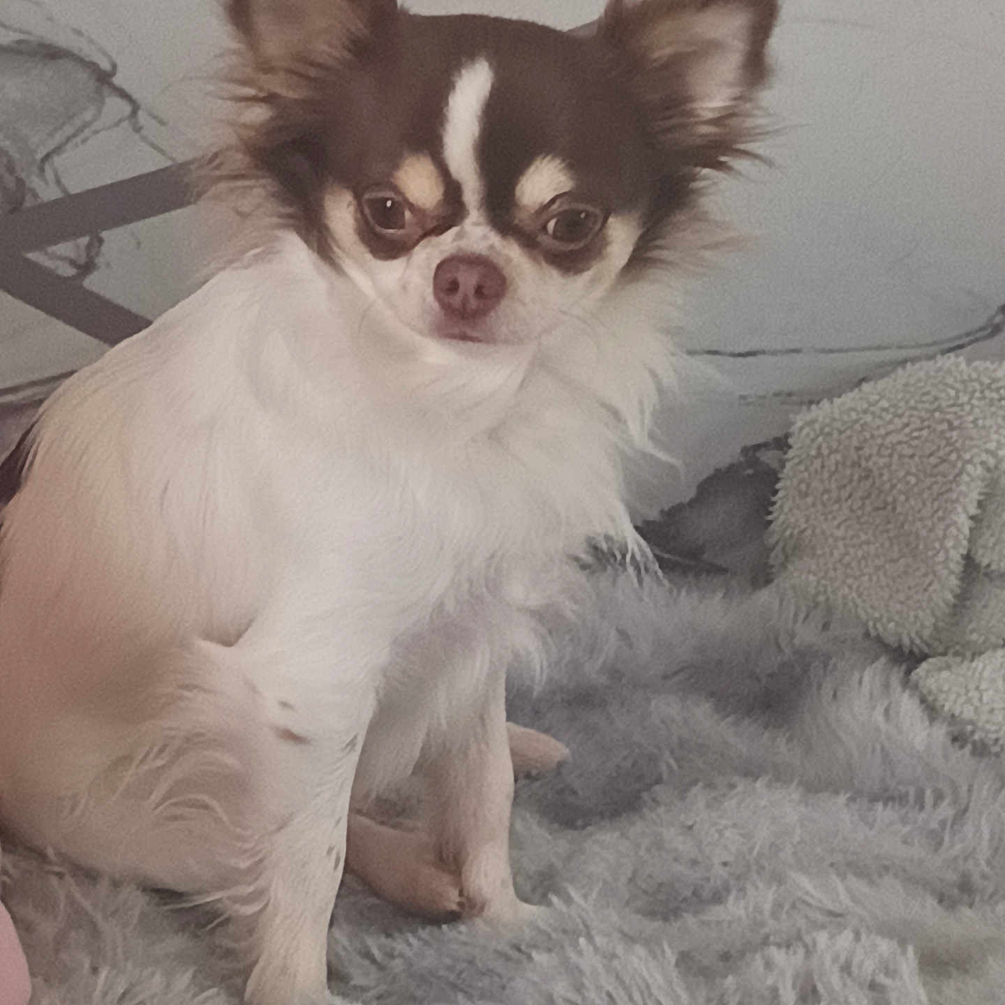Plumo