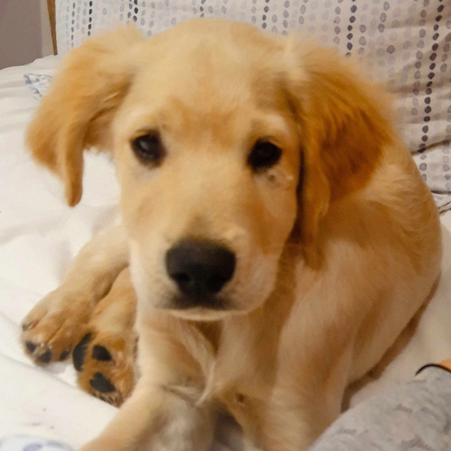 Arone participe au concours pour gagner de l'argent avec cette photo : adorable, animal, bed, blanket, canine, closeup, comfort, cute, dog, domestic, fur, golden_retriever, indoor, laying, pet, portrait, puppy, resting, sleepy, young