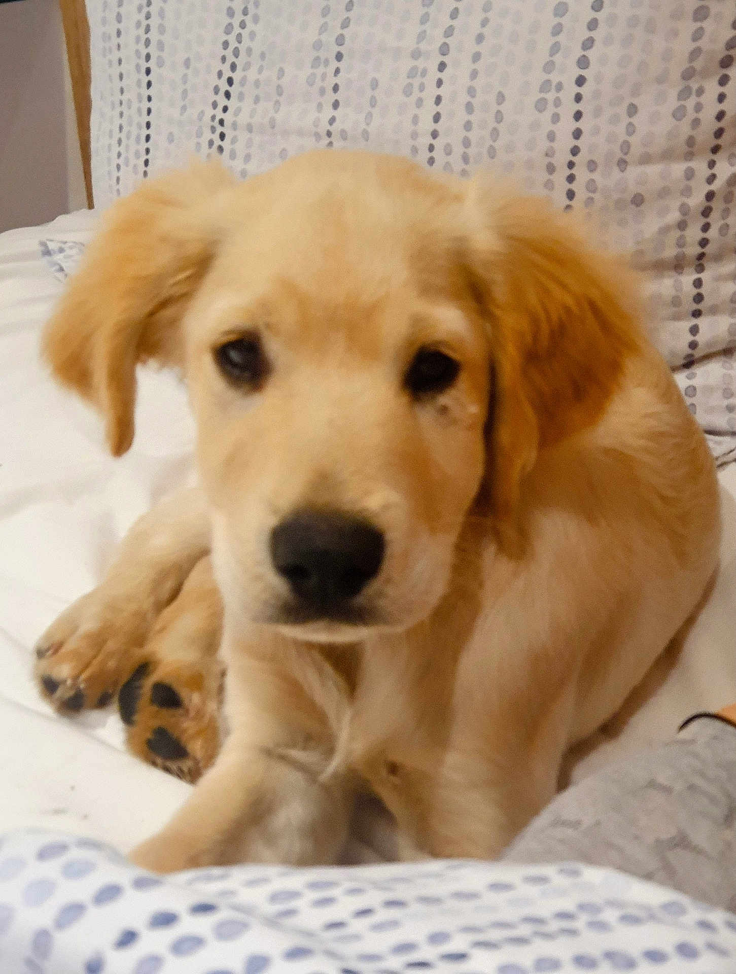 Arone participe au concours pour gagner de l'argent avec cette photo : puppy, dog, golden_retriever, pet, animal, bed, blanket, indoor, cute, fur, canine, resting, sleepy, closeup, young, adorable, domestic, comfort, laying, portrait