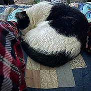 Little One joined the competition — help win amazing prizes! cat, black_and_white, sleeping, curled_up, quilt, patchwork, socks, pajama_pants, indoor, cozy, pet, fur, resting, comfort, home, animal, cute, feline, sleep, relaxation
