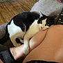 Little One is registered to the contest to win money with this photo: cat, black_and_white, pet, couch, leg, human, remote_control, wooden_floor, indoor, relaxed, snuggling, feline, cozy, resting, domestic_animal, close_up, paw, fur, comfort, home