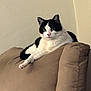 Little One is registered to the contest to win money with this photo: cat, black_and_white, feline, pet, indoor, couch, furniture, resting, relaxed, animal, domestic, cute, whiskers, ears, paw, fur, mammal, home, comfortable, calm