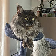 Ulkan participe au concours pour gagner de l'argent avec cette photo : cat, maine_coon, fluffy, yellow_eyes, cat_tree, indoor, lamp, rose, furniture, pet, animal, long_tail, fur, relaxed, portrait, window, curtain, home, cozy, resting