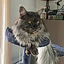 cat, maine_coon, fluffy, yellow_eyes, cat_tree, indoor, lamp, rose, furniture, pet, animal, long_tail, fur, relaxed, portrait, window, curtain, home, cozy, resting
