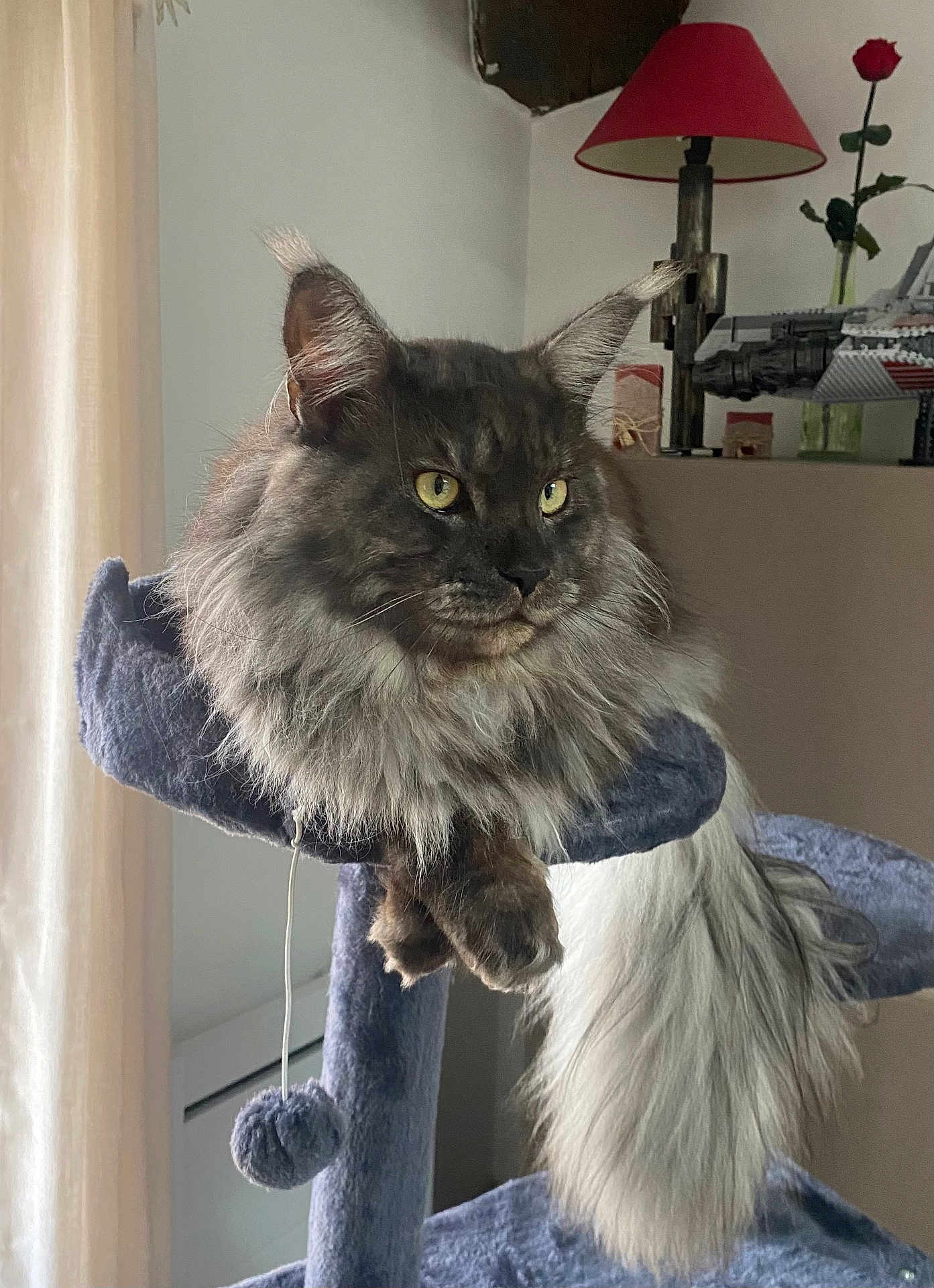 Ulkan participe au concours pour gagner de l'argent avec cette photo : cat, maine_coon, fluffy, yellow_eyes, cat_tree, indoor, lamp, rose, furniture, pet, animal, long_tail, fur, relaxed, portrait, window, curtain, home, cozy, resting
