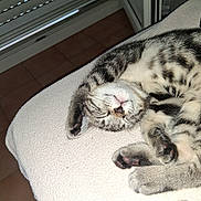 Kinder participe au concours pour gagner de l'argent avec cette photo : cat, kitten, tabby, sleeping, nap, paw, paw_pads, whiskers, striped_fur, close_up, indoor, blanket, remote_control, window_blind, tile_floor, pet, cute, relaxed, towel, fur