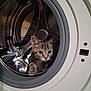 Kinder participe au concours pour gagner de l'argent avec cette photo : cat, kitten, tabby, washing_machine, laundry_drum, appliance, indoor, pet, curious, paw, whiskers, ears, stripes, metal, reflection, door, portrait, home, cute, small_animal