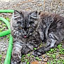 cat, gray_cat, tabby, fluffy, outdoor, garden_hose, green_hose, ground, dirt, leaves, plants, playful, tongue_out, pet, animal, cute, resting, nature, small_plants, fur