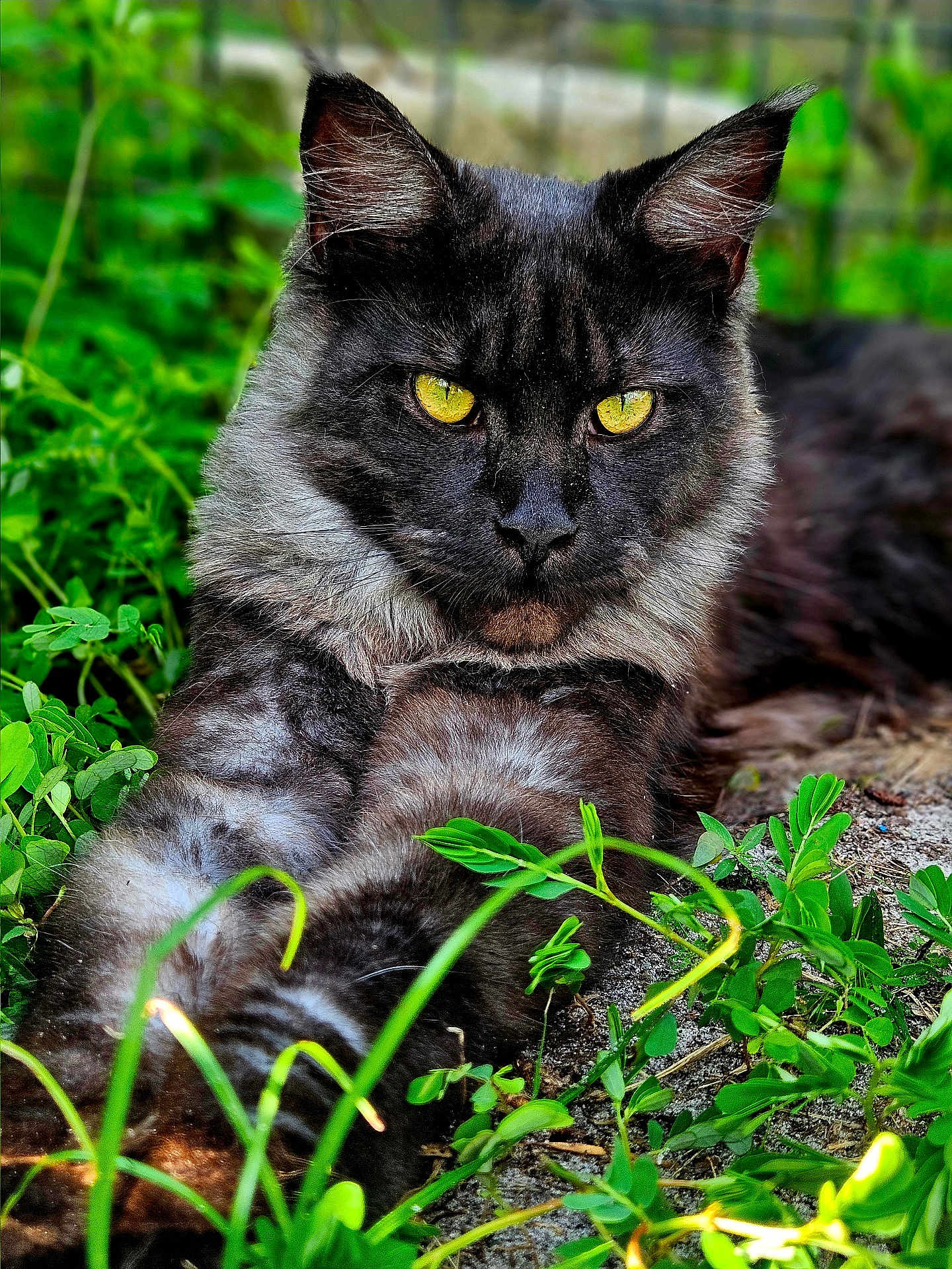 Smokey