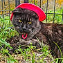 Smokey joined the competition — help win amazing prizes! cat, black_cat, hat, red_hat, grass, outdoor, animal, pet, feline, yellow_eyes, fur, nature, greenery, relaxed, resting, portrait, close_up, cute, mammal, intense_gaze