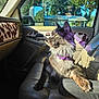 Smokey is registered to the contest to win money with this photo: animal, car_interior, cat, cow_print, daylight, domestic_animal, feline, fluffy, greenery, indoor, leather_seat, looking_out, pet, purple_collar, relaxed, seat, side_view, sunlight, vehicle, window