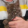 kitten, cat, pet, animal, furry, cute, green_eyes, hands, person, holding, cozy, sweater, striped, gray, fur, indoor, portrait, close_up, nail_polish, calm