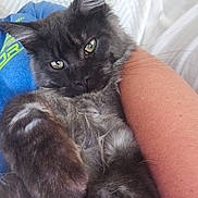 Smokey is registered to the contest to win money with this photo: cat, animal, pet, feline, fluffy, gray, green_eyes, close_up, indoor, resting, person_arm, comfort, cozy, cute, fur, whiskers, relaxed, looking_at_camera, soft_texture, domestic