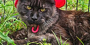 Smokey joined the competition — help win amazing prizes! cat, black_cat, hat, red_hat, grass, outdoor, animal, pet, feline, yellow_eyes, fur, nature, greenery, relaxed, resting, portrait, close_up, cute, mammal, intense_gaze