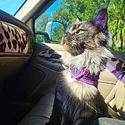 Smokey is registered to the contest to win money with this photo: animal, blue_sky, car_interior, cat, closeup, cracked_leather, daylight, domestic_cat, fluffy_cat, leather_seat, looking_out_window, nature_outside, pet, purple_collar, seatbelt, side_mirror, sitting, sunlight, trees, window
