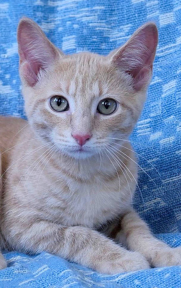 Curry is registered to the contest to win money with this photo: art, art_paint, carnivore, cat, domestic_short_haired_cat, fawn, felidae, fur, iris, paint, paw, photo_caption, small_to_medium_sized_cats, snout, tail, terrestrial_animal, whiskers, wildlife, window