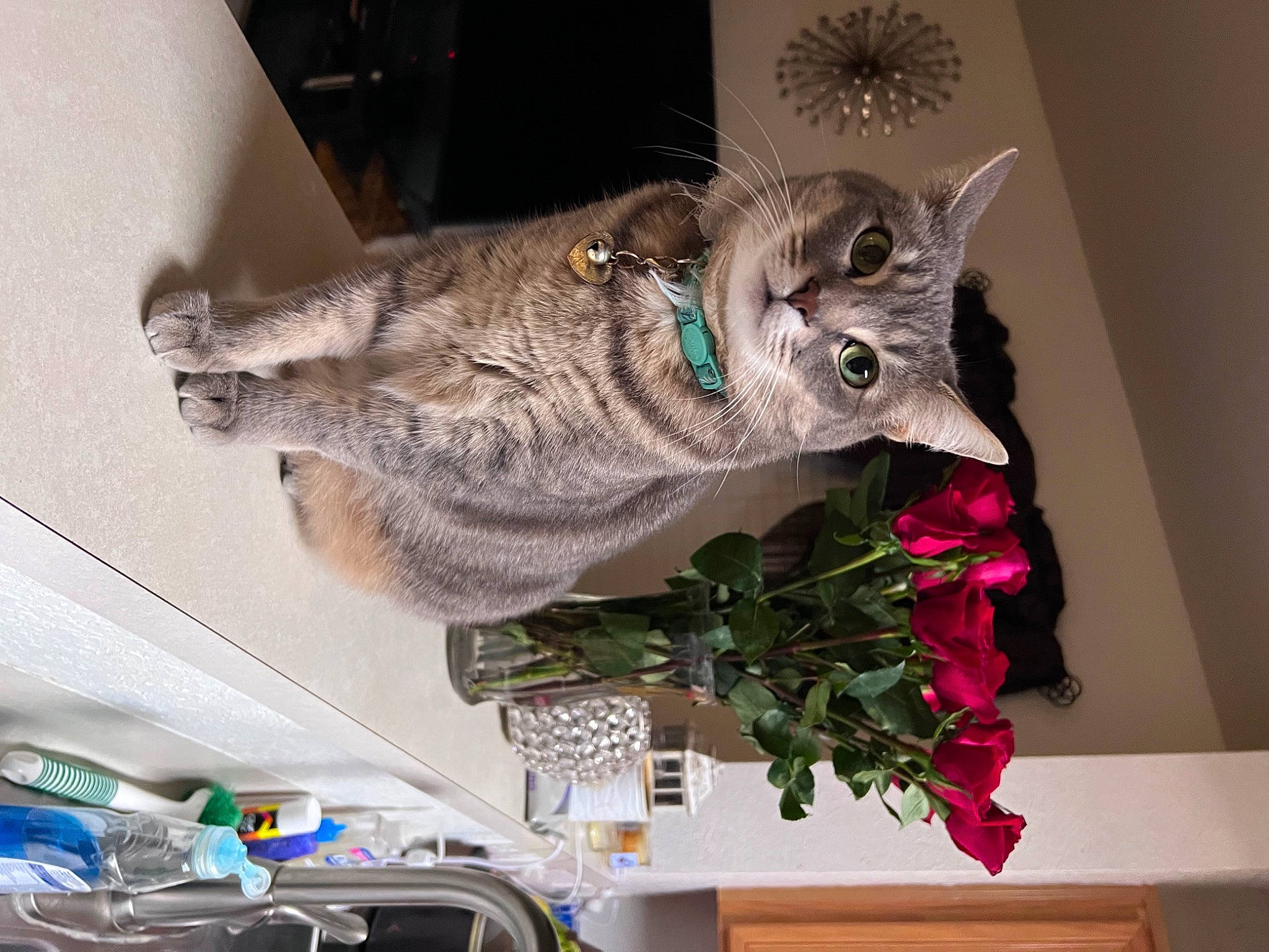 Lulu joined the competition — help win amazing prizes! carnivore, cat, domestic_short_haired_cat, felidae, flowerpot, fur, houseplant, plant, shelf, small_to_medium_sized_cats, tail, vehicle, whiskers