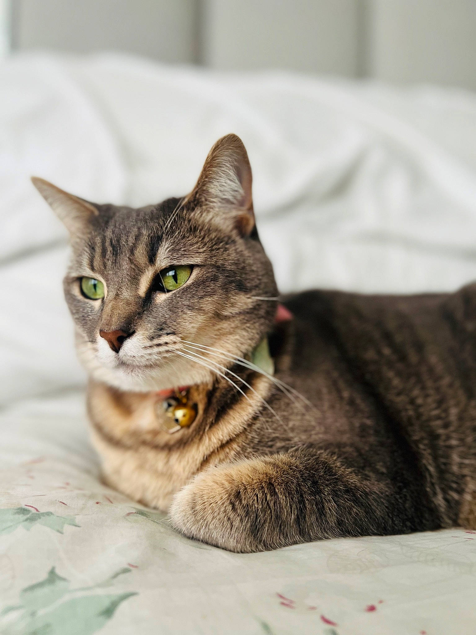 Lulu joined the competition — help win amazing prizes! carnivore, cat, claw, comfort, domestic_short_haired_cat, eye, felidae, fur, paw, pet_supply, sitting, small_to_medium_sized_cats, snout, terrestrial_animal, whiskers, wildlife, window