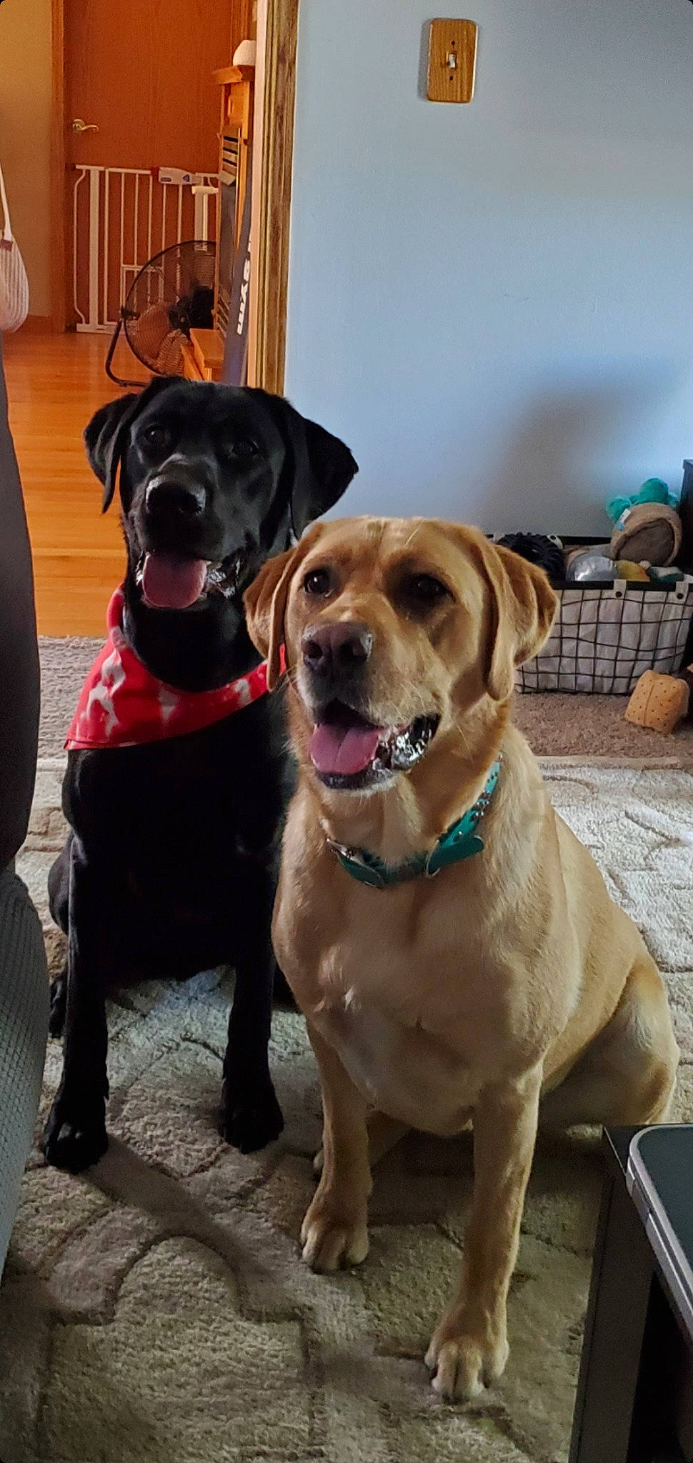 Tessa joined the competition — help win amazing prizes! carnivore, chair, collar, companion_dog, dog, dog_breed, dog_collar, fawn, fur, guard_dog, hunting_dog, leash, liver, non_sporting_group, pet_supply, retriever, snout, sporting_group, working_animal, working_dog