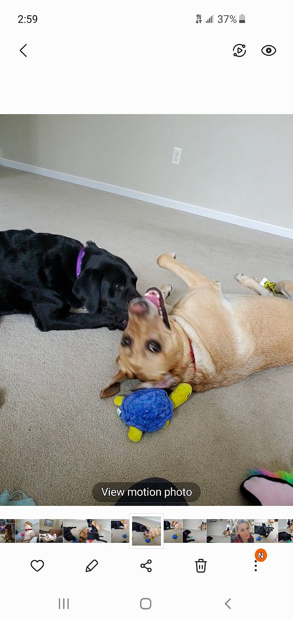 Tessa is registered to the contest to win money with this photo: carnivore, collar, comfort, companion_dog, dog, dog_breed, dog_supply, fawn, flooring, font, mammal, paw, pet_supply, screenshot, snapshot, snout, sporting_group, toy, vertebrate, working_animal