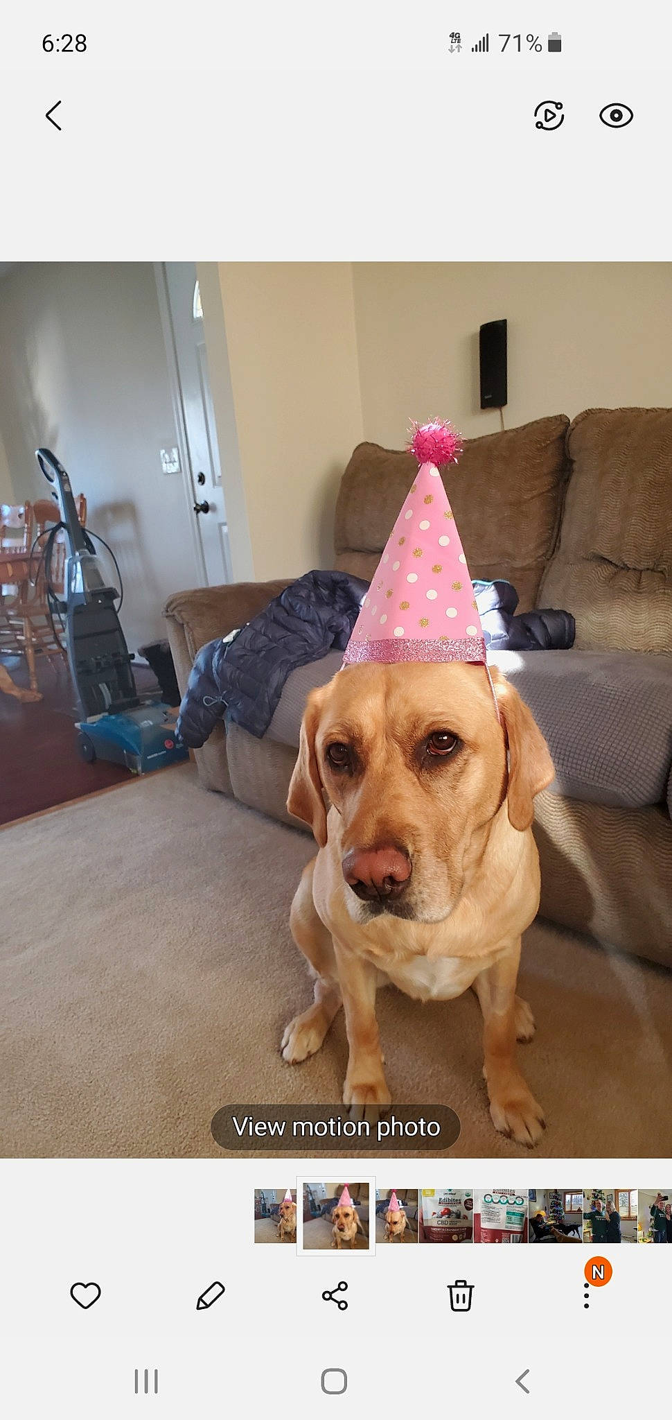 Tessa is registered to the contest to win money with this photo: cap, carnivore, companion_dog, cone, costume_hat, couch, dog, dog_breed, dog_supply, fashion_accessory, fawn, fedora, flooring, party_hat, party_supply, selfie, snout, sun_hat, triangle, working_animal