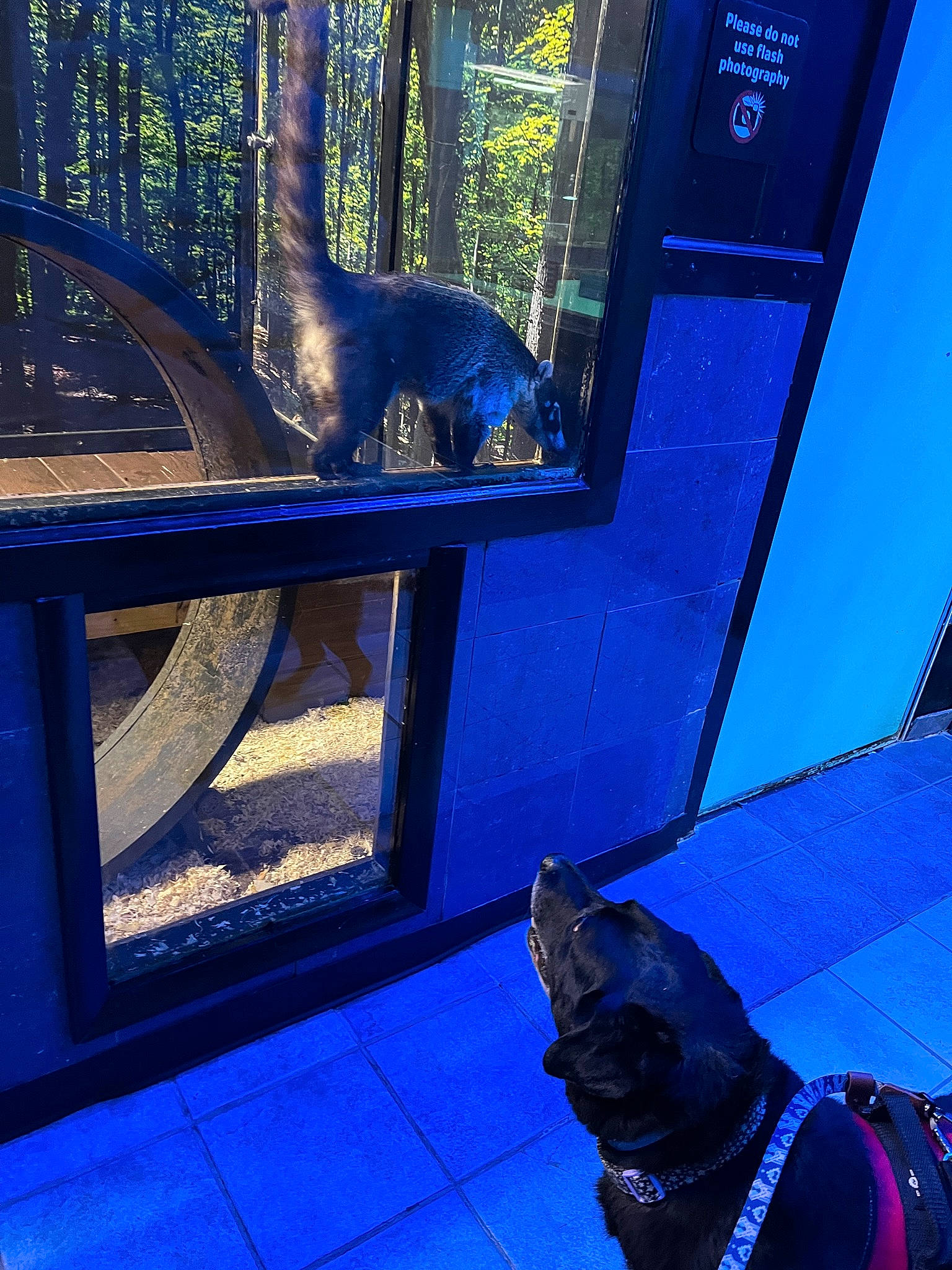 Lemon joined the competition — help win amazing prizes! azure, blue, building, carnivore, dog, door, felidae, green, house, light, line, mammal, plant, purple, tree, vehicle_door, vertebrate, wheel, window, wood