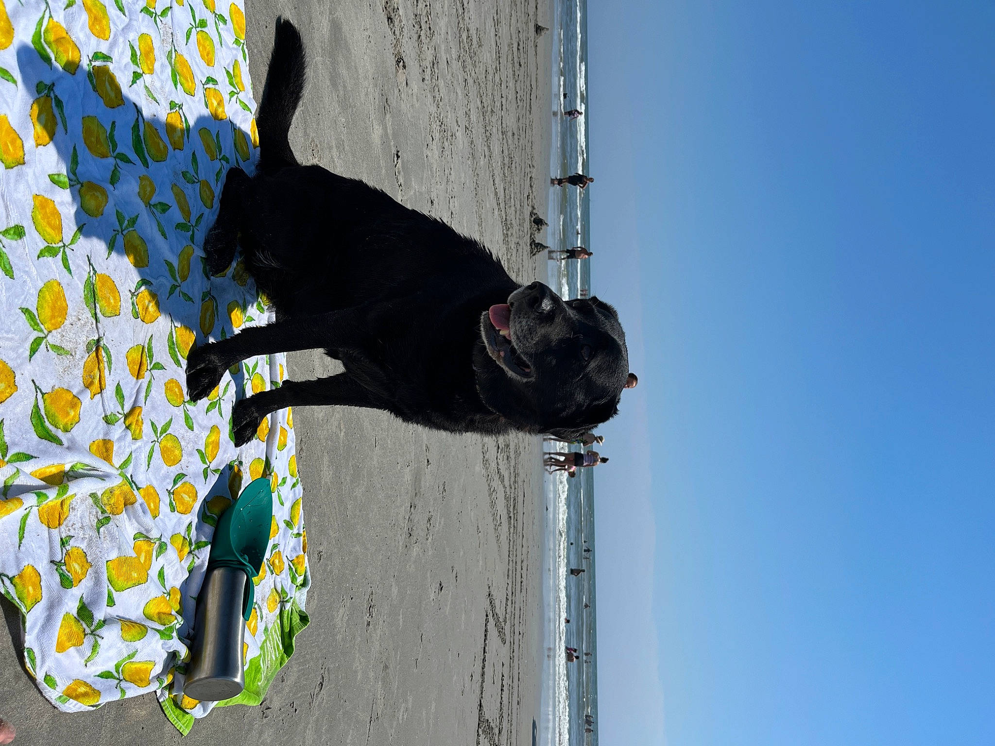 Lemon is registered to the contest to win money with this photo: adventure, art, azure, beach, carnivore, dog, extreme_sport, fun, lake, leisure, recreation, reflection, shadow, sky, sporting_group, tints_and_shades, tree, visual_arts, water, window