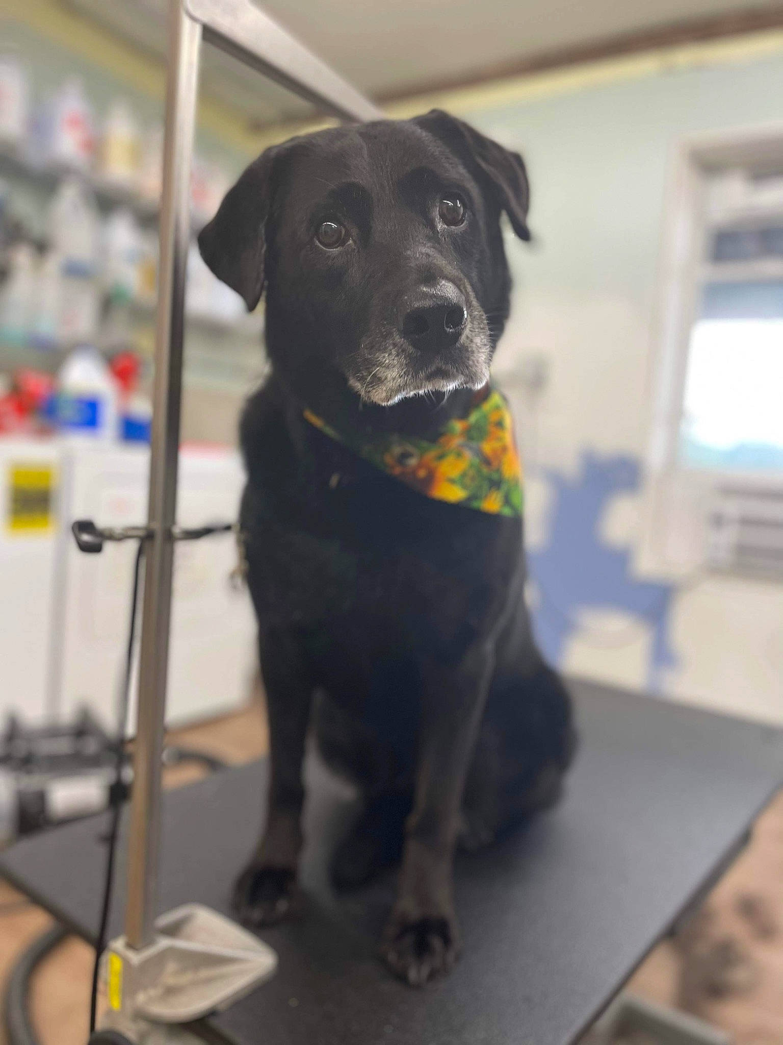 Lemon joined the competition — help win amazing prizes! borador, canidae, carnivore, collar, companion_dog, dog, dog_breed, dog_collar, fawn, flooring, fur, gun_dog, non_sporting_group, pet_supply, puppy, snout, sporting_group, tail, whiskers, working_animal