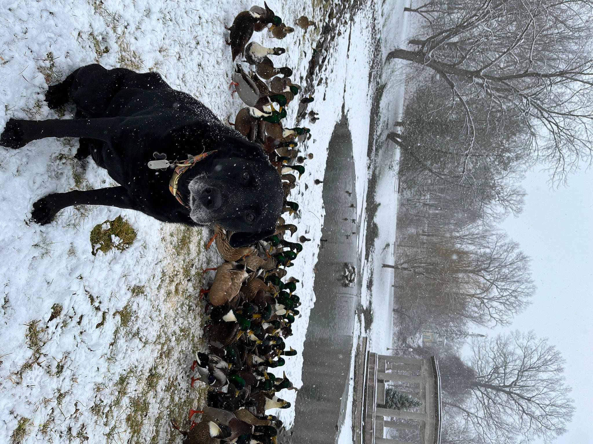 Lemon is registered to the contest to win money with this photo: birch_family, branch, freezing, frost, northern_hardwood_forest, plant, plant_stem, precipitation, recreation, reflection, sky, snow, tree, trunk, twig, water, window, winter, wood