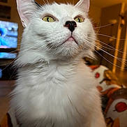 Pepe joined the competition — help win amazing prizes! animal, black_spot, blanket, cat, close_up, cozy, curious, cute, domestic_cat, feline, fluffy_fur, indoor, looking_up, patterned_blanket, pet, soft_focus_background, warm_lighting, whiskers, white_cat, yellow_eyes