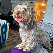 Benji is registered to the contest to win money with this photo: dog, indoor, pet, happy, tongue_out, fluffy, furniture, blanket, living_room, home, carpet, fan, wall, light, door, purple, animal, cute, smiling, canine