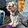 Benji
