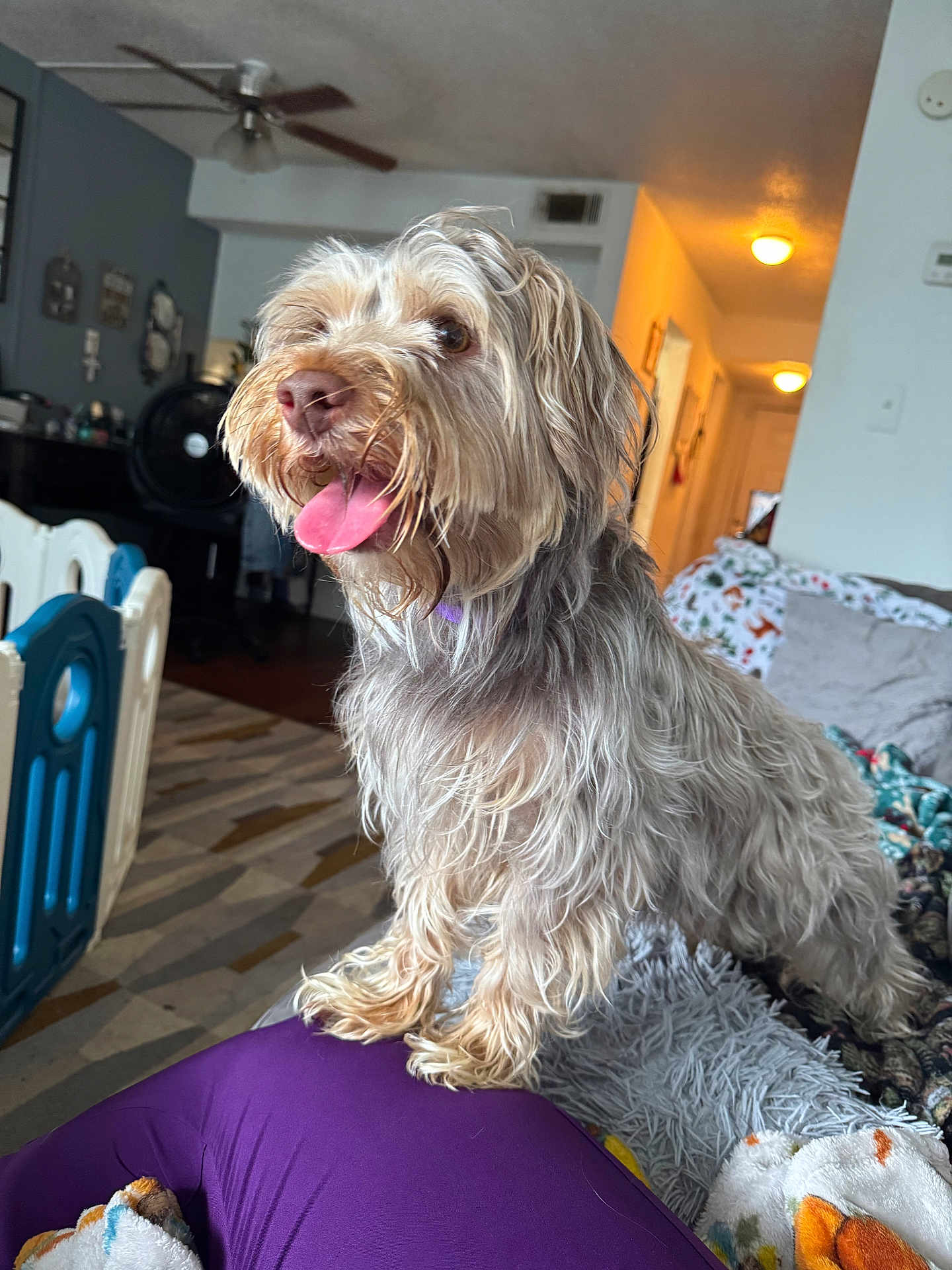 Benji