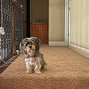 Rosey joined the competition — help win amazing prizes! dog, small_dog, carpet, indoor, hallway, railing, step, furniture, wooden_cabinet, pet, fur, cute, animal, home_interior, calm, domestic, companion, cute_pet, quiet, waiting