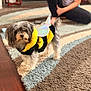 Rosey is registered to the contest to win money with this photo: dog, costume, bee_costume, indoor, carpet, rug, person, pet, animal, floor, wood_floor, plush, cute, small_dog, fur, black_and_white, yellow, relaxed, casual, home