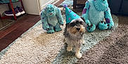 Rosey is registered to the contest to win money with this photo: dog, party_hat, plush_toy, sulley, indoor, rug, floor, shoe_rack, sneakers, cabinet, carpet, toy, pet, small_dog, celebration, birthday, fur, cute, animal, living_room