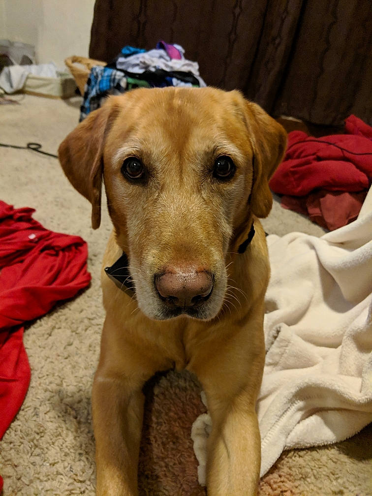 Blake joined the competition — help win amazing prizes! canidae, carnivore, collar, companion_dog, dog, dog_breed, dog_clothes, dog_collar, dog_supply, fawn, fur, hound, liver, paw, pet_supply, puppy, sporting_group, whiskers, working_animal, working_dog