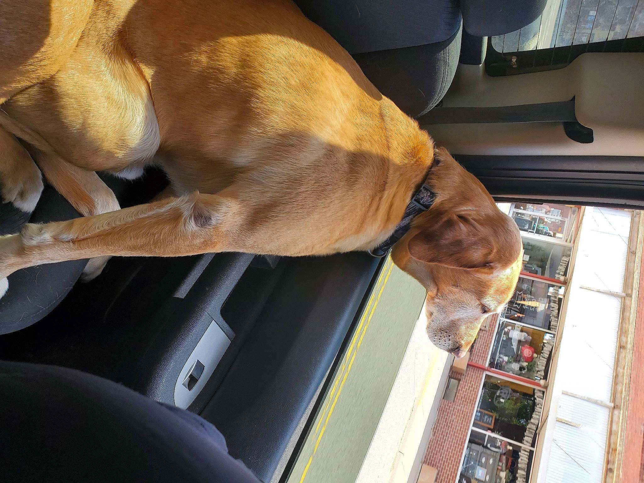 Blake joined the competition — help win amazing prizes! auto_part, automotive_exterior, canidae, car, car_seat, carnivore, collar, comfort, companion_dog, dog, dog_breed, fawn, fur, motor_vehicle, snout, sporting_group, vehicle, vehicle_door, window, windshield