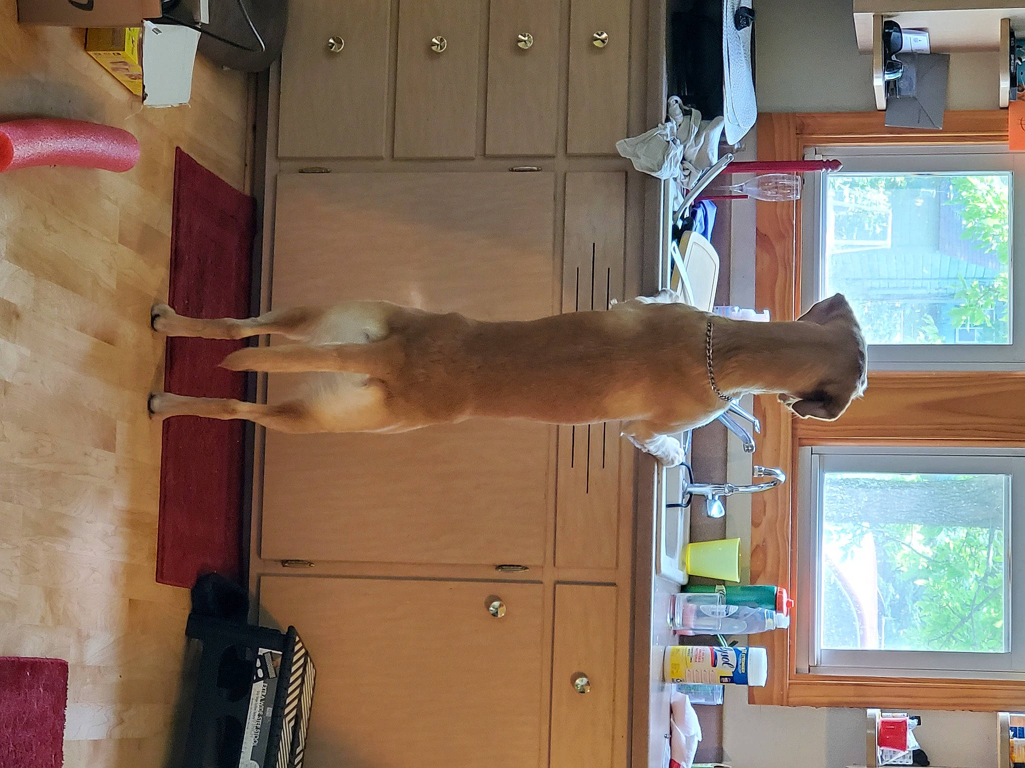 Buck joined the competition — help win amazing prizes! art, building, carnivore, dog, door, fawn, felidae, hardwood, home_door, liver, machine, room, sash_window, sculpture, small_to_medium_sized_cats, sporting_group, statue, tail, window, wood