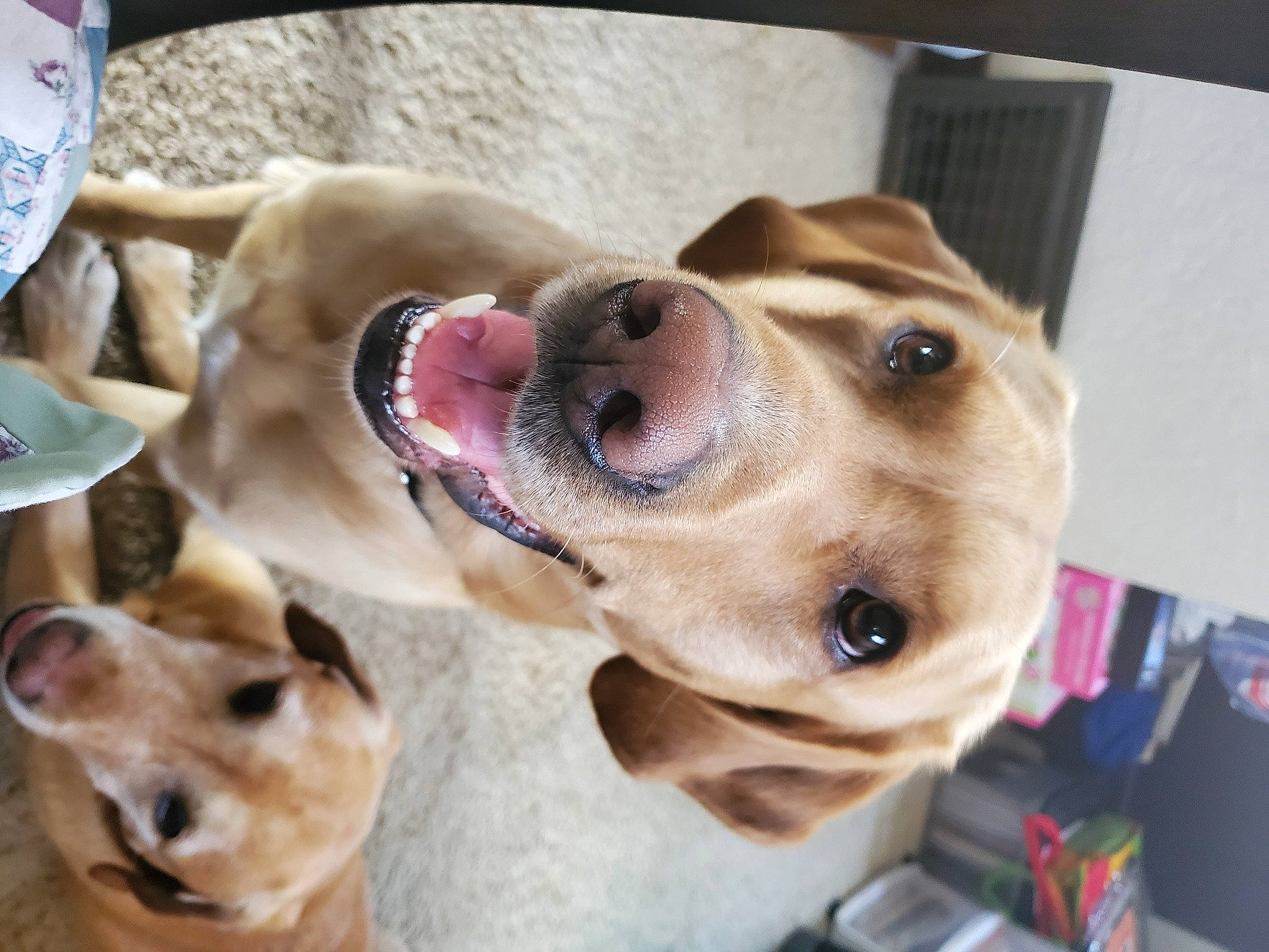 Buck joined the competition — help win amazing prizes! carnivore, collar, companion_dog, dog, dog_breed, dog_collar, ear, eyewear, fawn, jaw, leash, mammal, nose, pet_supply, selfie, smile, snout, vertebrate, whiskers, working_animal