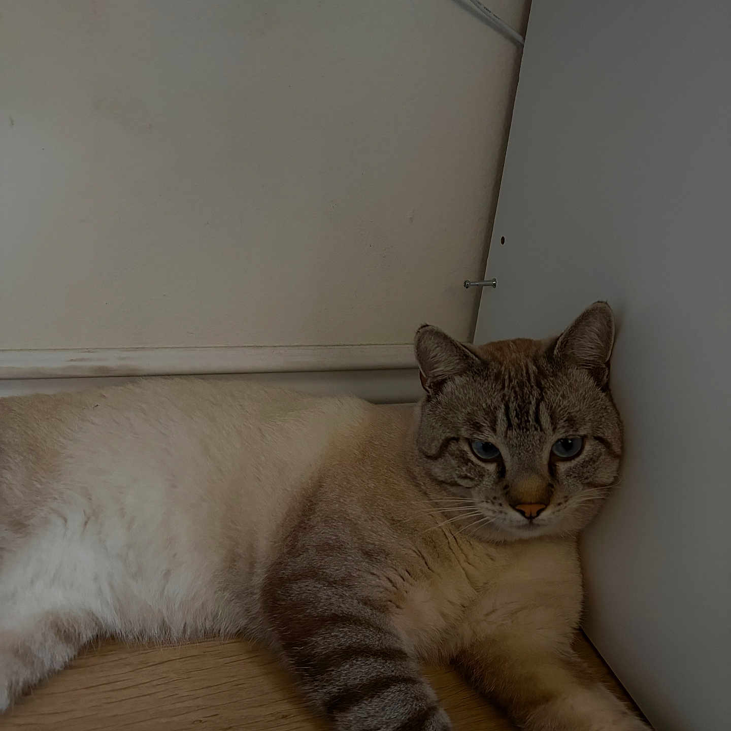 Milo