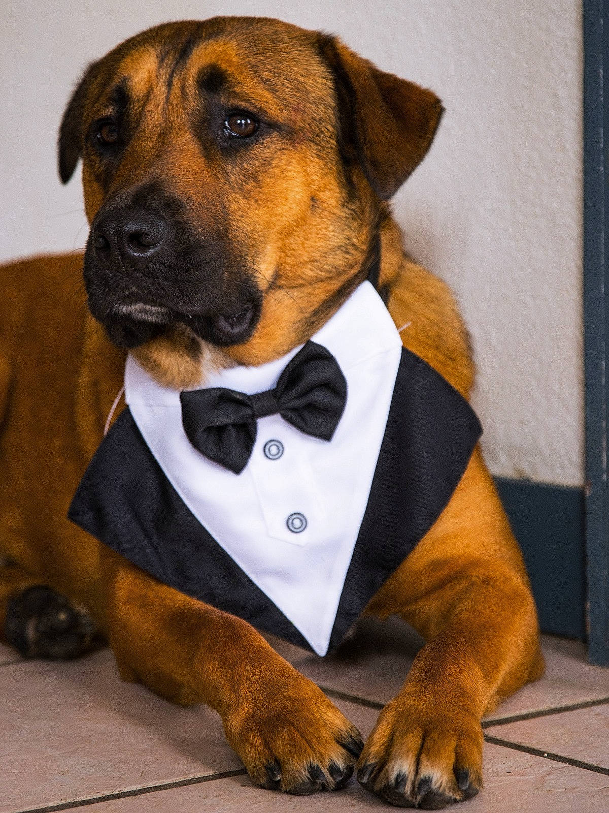 Thor participe au concours pour gagner de l'argent avec cette photo : accessories, animal, bowtie, boxer, bulldog, canine, clothing, dog, face, formalwear, head, hound, labradorretriever, necktie, pet, puppy, shirt, suit, tie, tuxedo